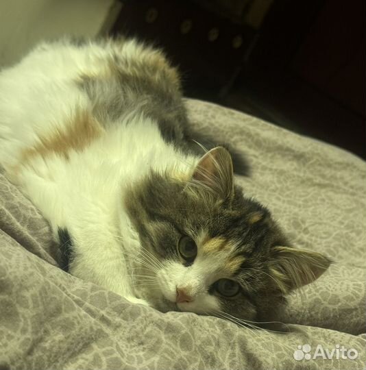 Отдам котенка в добрые руки