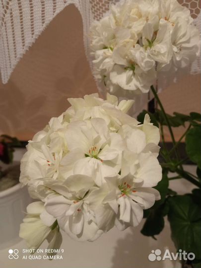 Пеларгония герань