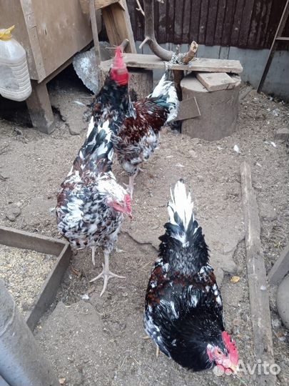 Куры и петухи