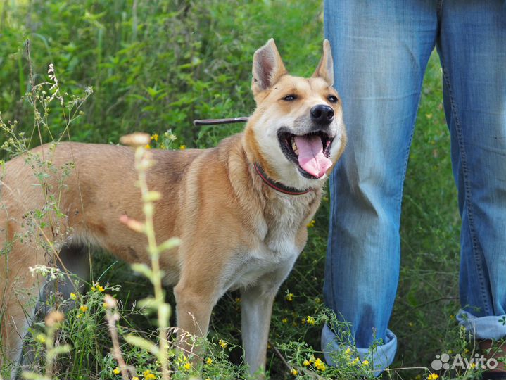 Собака Бука