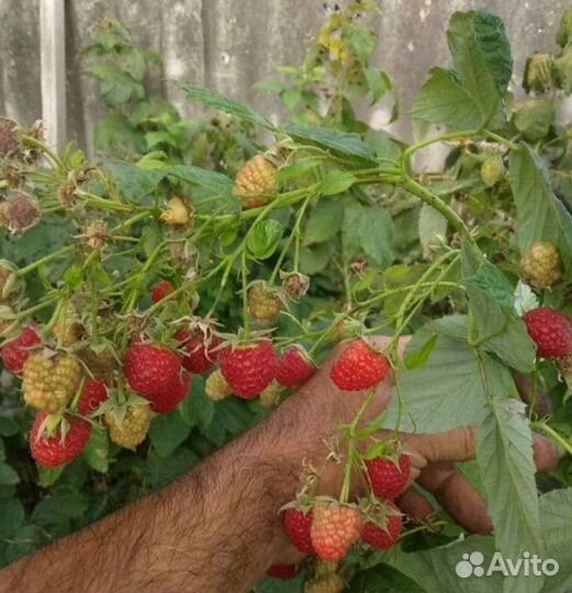 Саженцы инжира