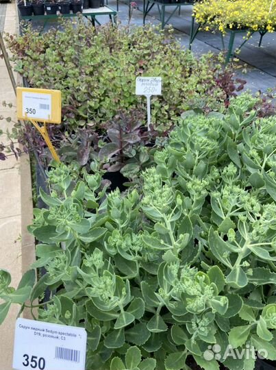 Цветы многолетние и кустарники из своего сада