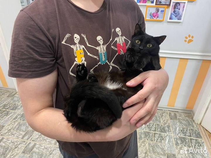 Молодой кот 1 год