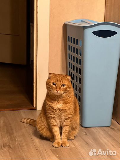 Котик в добрые руки