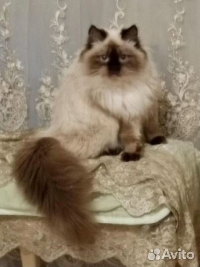 Котенок (Дым-Дымыч) Священная бирма