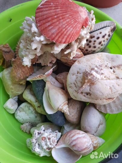 Ракушки и камешки для аквариума