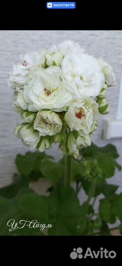 Пеларгония -герань