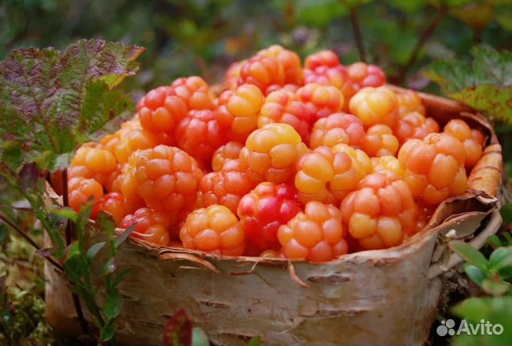 Натуральное варенье из морошки,черники и брусники