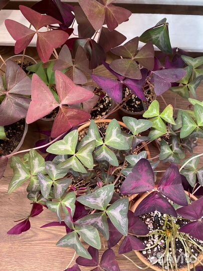 Кислица Оксалис