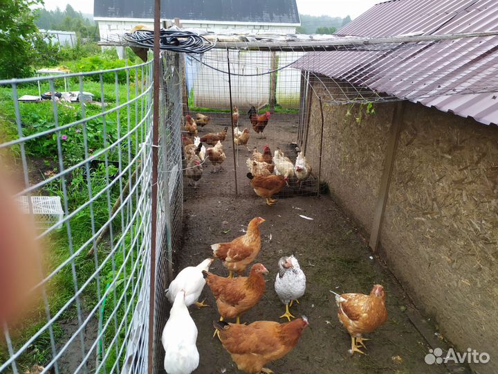 Куры петухи