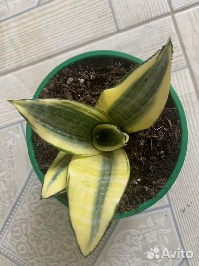 Сансевиерия сортовая