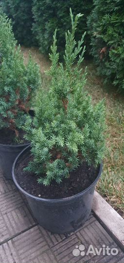 Хвойные растения