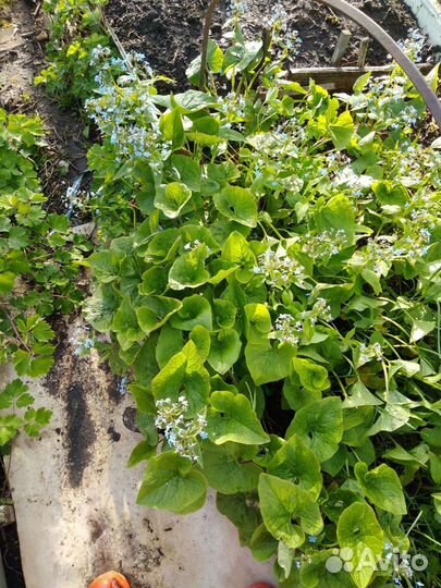 Многолетние цветы для сада