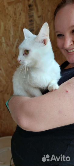 Белый котёнок из приюта для бездомных животных