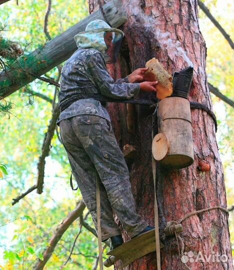 Дикий лесной мед, бортевой
