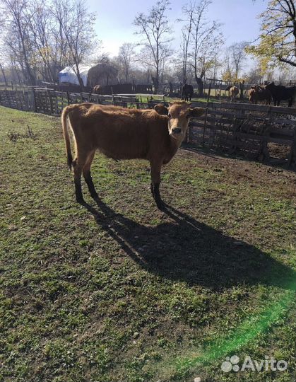 Продажа телят