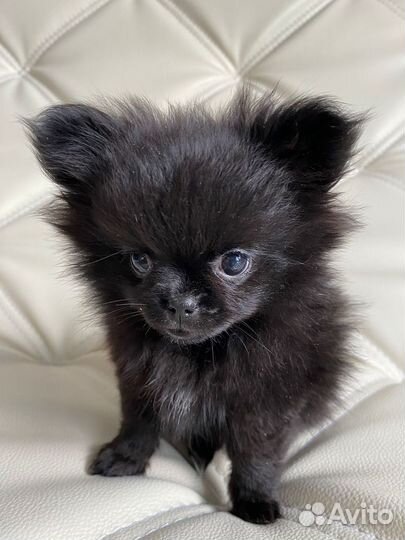 Продам щенка шпица