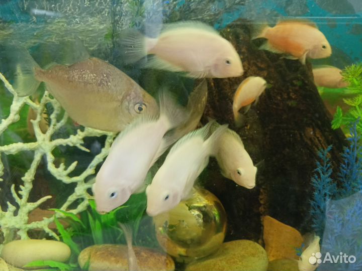 Аквариумные рыбки цихлиды