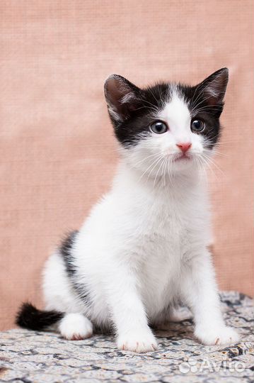 Смелая малышня Донбасса в дар