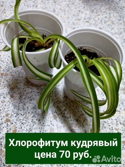 Хлорофитум