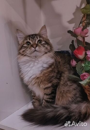 Сибирские котята