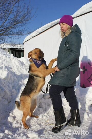 Баффи-рыжее солнышко ищет дом