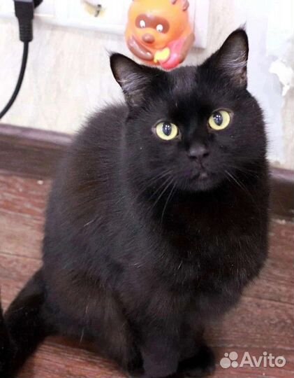 Шурик ищет дом