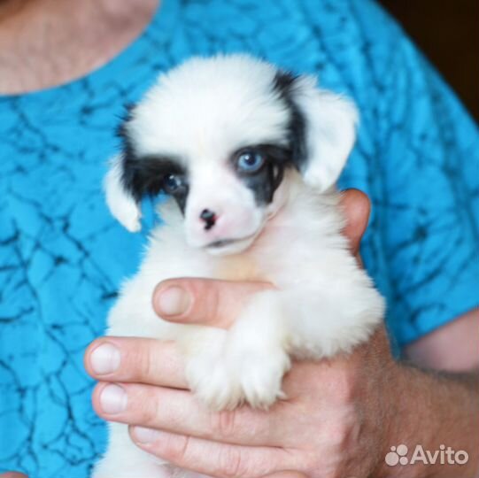 Игрушечные собачки куколки