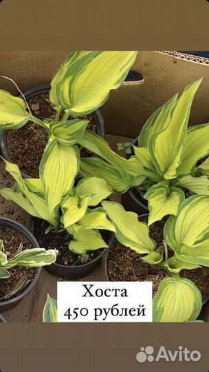 Многолетние растения