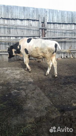 Бык 1,5 года,упитанный