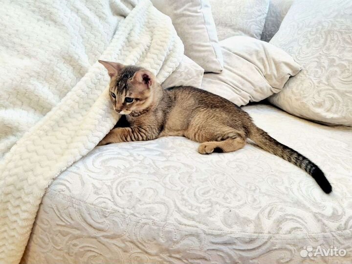 Ручные чаузи: мини-рысь