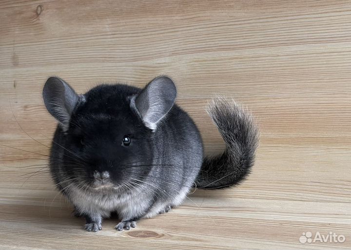Шиншилла черный бархат самка