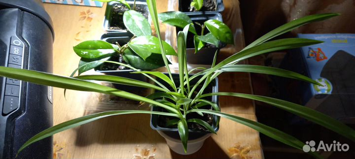 Алоэ вера и хлорофитум