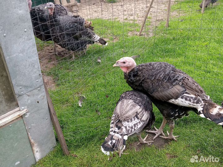 Бронза индейка