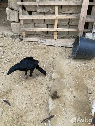 Бойцовая птица,цыплята