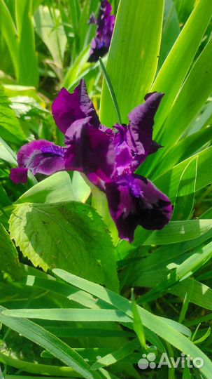 Ирисы карликовые