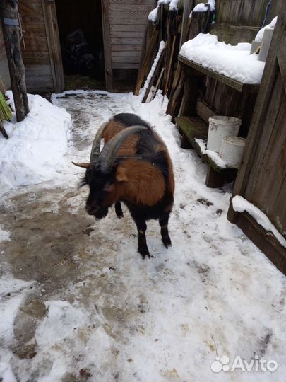 Чешский козел