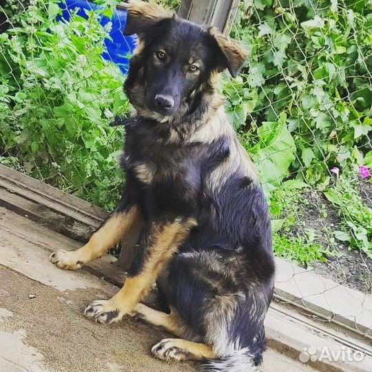 Щенок ищет дом