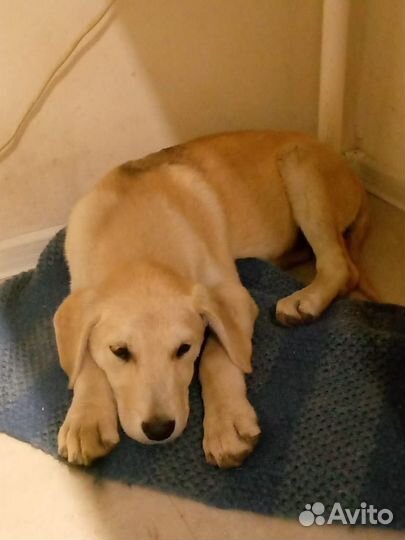 Собака в добрые руки