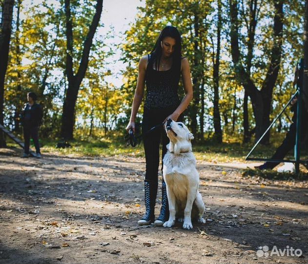 Кинолог. Зоопсихолог