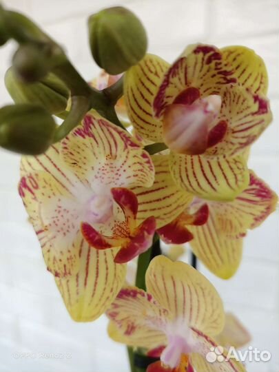 Орхидея фаленопсис бабочка Stella