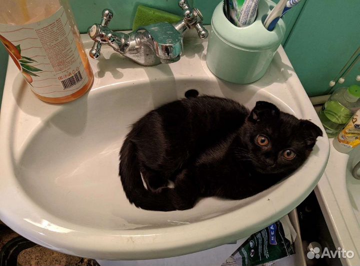 Котята в дар бесплатно