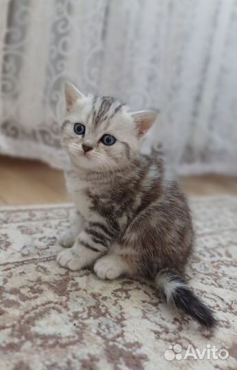 Британские котята