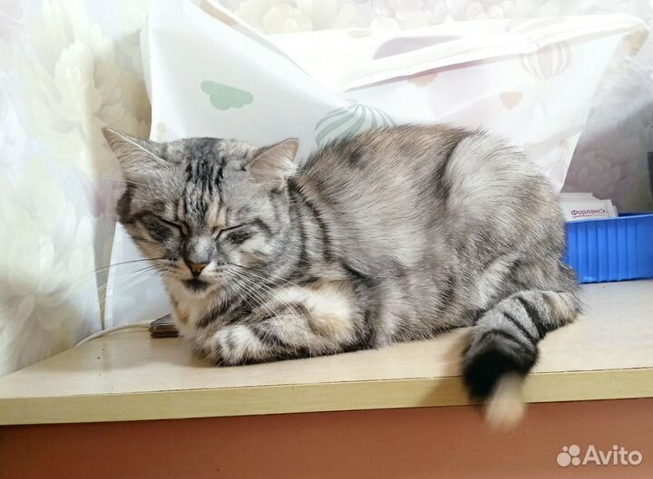 Молодая кошка ищет дом