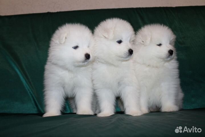 Самоедская лайка