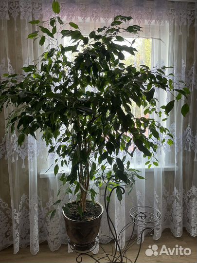 Фикус бенджамина