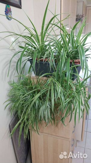 Хлорофитум Хохлатый