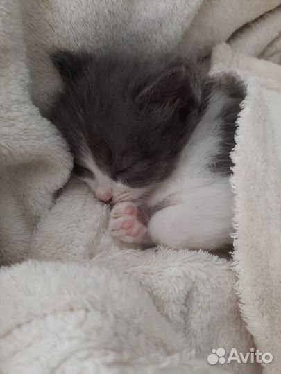 Котенок в дар бесплатно