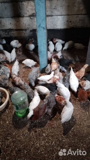 Цыплята от домашних кур