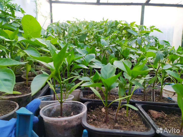 Рассада помидор и перцев